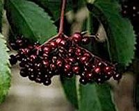 elderberries เอเดอร์เบอร์รี่ ส่วนประกอบสำคัญเอเจล เอ็กซ์โซ Agel EXO