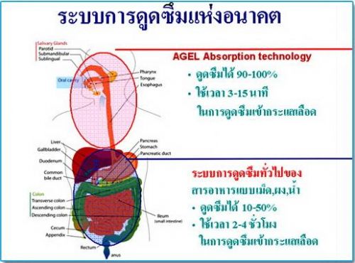 Agel Product เอเจล ผลิตภัณฑ์ ดูดซึม absorption กระแสเลือด