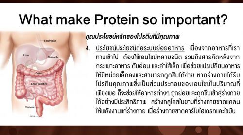โปรตีนเจล ต่อระบบย่อยอาหาร