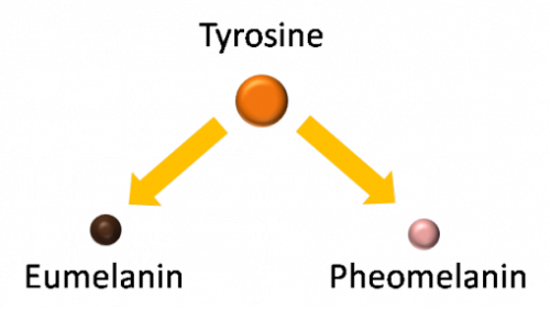 ผิวขาวขึ้นนั้นเกิดจากกระบวนการสร้างเม็ดสีเมลานิน โดย Glutathione ไปลดการสร้างเม็ดสีโดยการยับยั้งเอนไซม์ Tyrosinase และกระตุ้นให้สร้าง Phaeomelanin